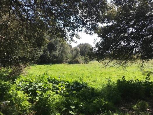 Acker-/Waldstück zum Kauf 633.000 € Artà 07570