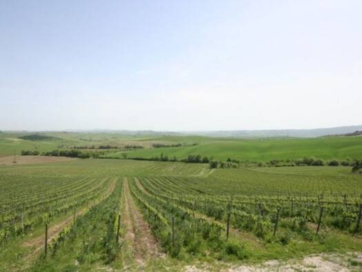 Grundstück zum Kauf 200.000 m² Grundstück Montalcino 53024