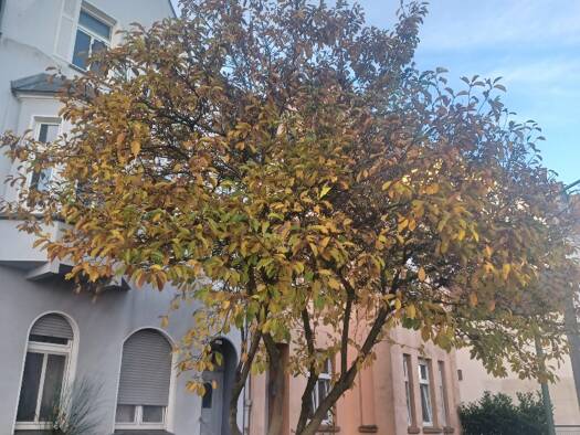 Wohnung zur Miete 488 € 2 Zimmer 61 m² Geschoss 1/2 frei ab 01.02.2026 Katernberg Essen 45327