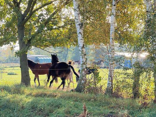 Grundstück zum Kauf 499.999 € 1.032 m² Grundstück Falkensee 14612
