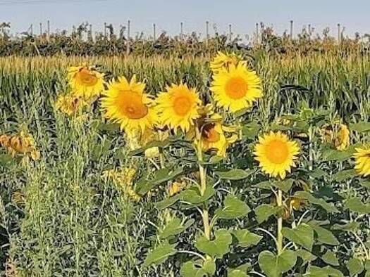 Büro zum Kauf teilbar von 150 m² bis 720 m² Rümmingen 79595