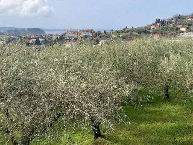 Land-/Forstwirtschaft zum Kauf provisionsfrei 1.220 m² Grundstück Portoroz 6320