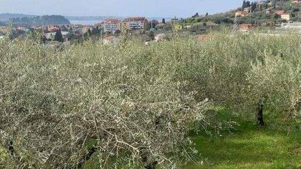 Land-/Forstwirtschaft zum Kauf provisionsfrei 1.220 m² Grundstück Portoroz 6320