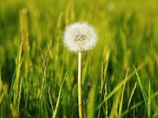 Einfamilienhaus zum Kauf 1.500.000 € 4 Zimmer 190 m² 4.000 m² Grundstück Carvoeiro 8400