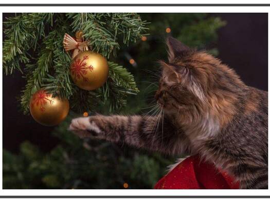 Wohnung zur Miete 719 € 2 Zimmer 62,1 m² frei ab sofort Greifstraße 13 Johannisthal Berlin 12487