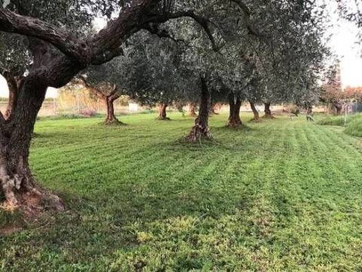 Grundstück zum Kauf 55.000 € Plaza Poligono 16, 257 Benicarló 12580