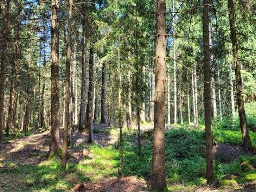 Sonstiges zum Kauf provisionsfrei 13.578 m² Grundstück Roidham Teisendorf 83317