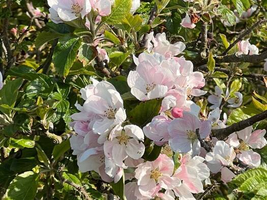 Grundstück zum Kauf 119.004 € 484 m² Grundstück Herbern Ascheberg 59387