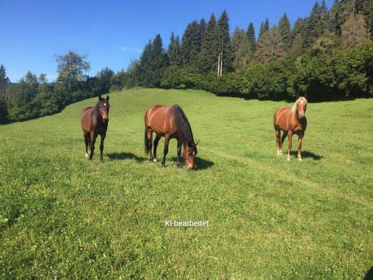 Land-/Forstwirtschaft zum Kauf 31.775 m² Grundstück Sankt Georgen ob Judenburg 8756