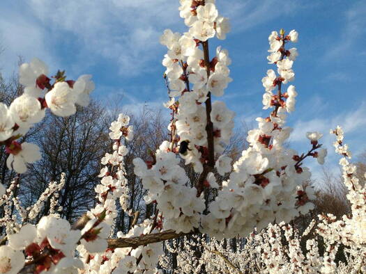 Land-/Forstwirtschaft zum Kauf provisionsfrei 53.000 € 5.300 m² Grundstück KG Pömling Emmersdorf 3644