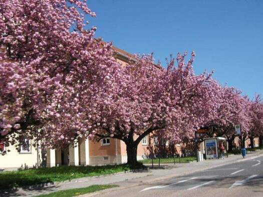 Wohnung zur Miete 334 € 2 Zimmer 52,2 m² 2. Geschoss frei ab sofort Lutherstr. 16 WE 9 Lutherviertel Chemnitz 09126