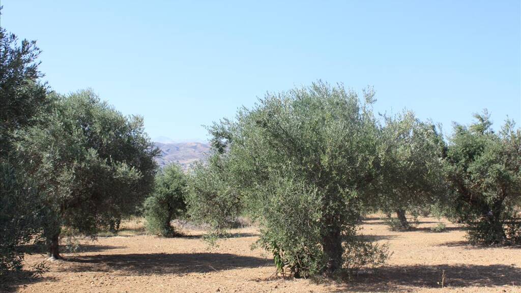 Land-/Forstwirtschaft zum Kauf 1.450.000 € 10.500 m² Grundstück Kreta