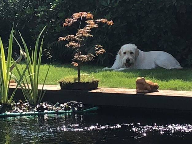 Einfamilienhaus zum Kauf provisionsfrei 579.000 € 5 Zimmer 165 m² 751 m² Grundstück Brünen Hamminkeln 46499