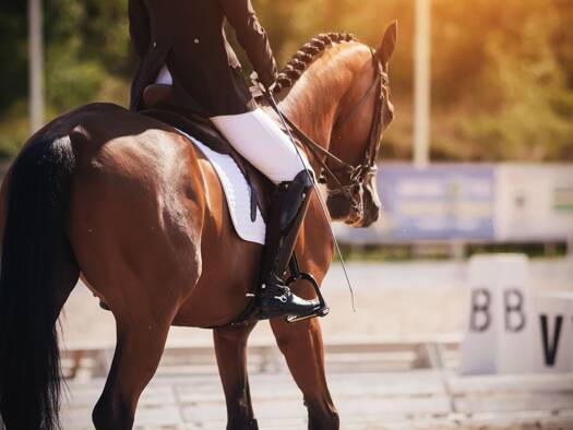 Reiterhof zum Kauf 80.000 m² Grundstück Liebenau Tettnang 88069
