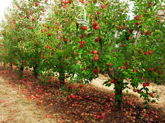 Grundstück zum Kauf 340.500 € 4.540 m² Grundstück Margreid an der Weinstrasse 39040