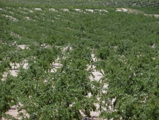 Acker-/Waldstück zum Kauf 525.000 € Jumilla 30510