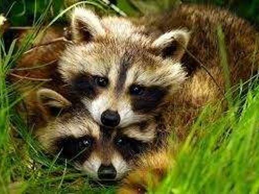 Wohnung zur Miete 984 € 3 Zimmer 80,6 m² frei ab sofort Seehofstraße 104 Lichterfelde Berlin 14167