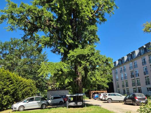 Wohnung zur Miete 795 € 1 Zimmer 81 m² Geschoss EG/2 frei ab sofort Apolda 99510