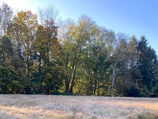 Grundstück zum Kauf 115.000 € 590 m² Grundstück Scheel Lindlar 51789