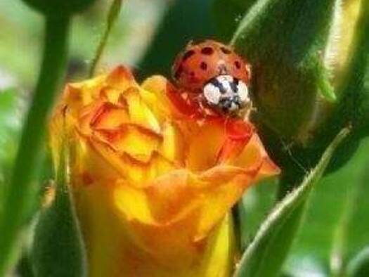 Tiefgaragenstellplatz zur Miete 80 € Füllenbachstrasse Golzheim Düsseldorf 40474