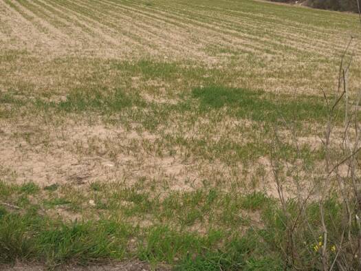 Grundstück zum Kauf 275.000 € 7.020 m² Grundstück Llucmajor 07620