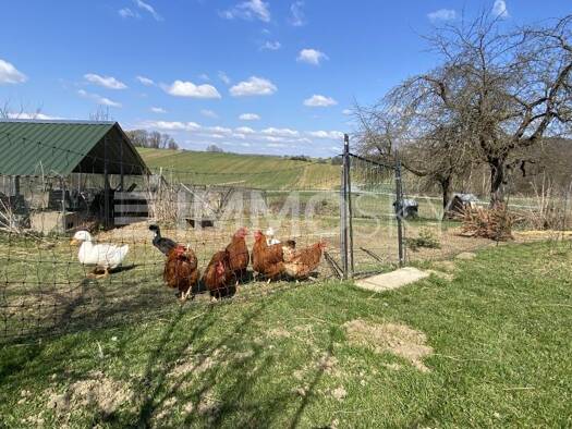 Einfamilienhaus zum Kauf 499.000 € 8 Zimmer 255 m² 10.591 m² Grundstück Kleinmürbisch 7540