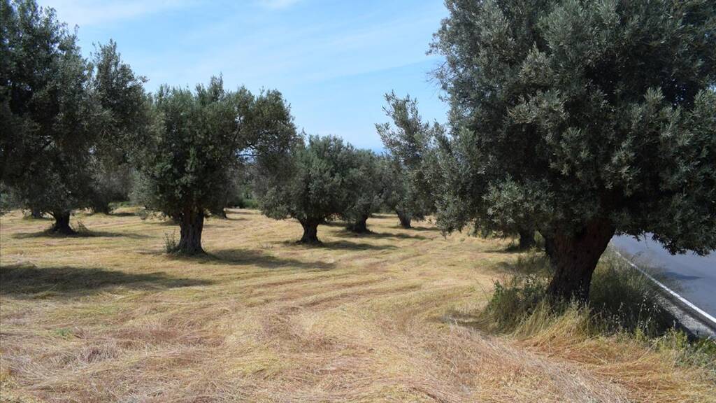 Land-/Forstwirtschaft zum Kauf 300.000 € 5.400 m² Grundstück Kreta