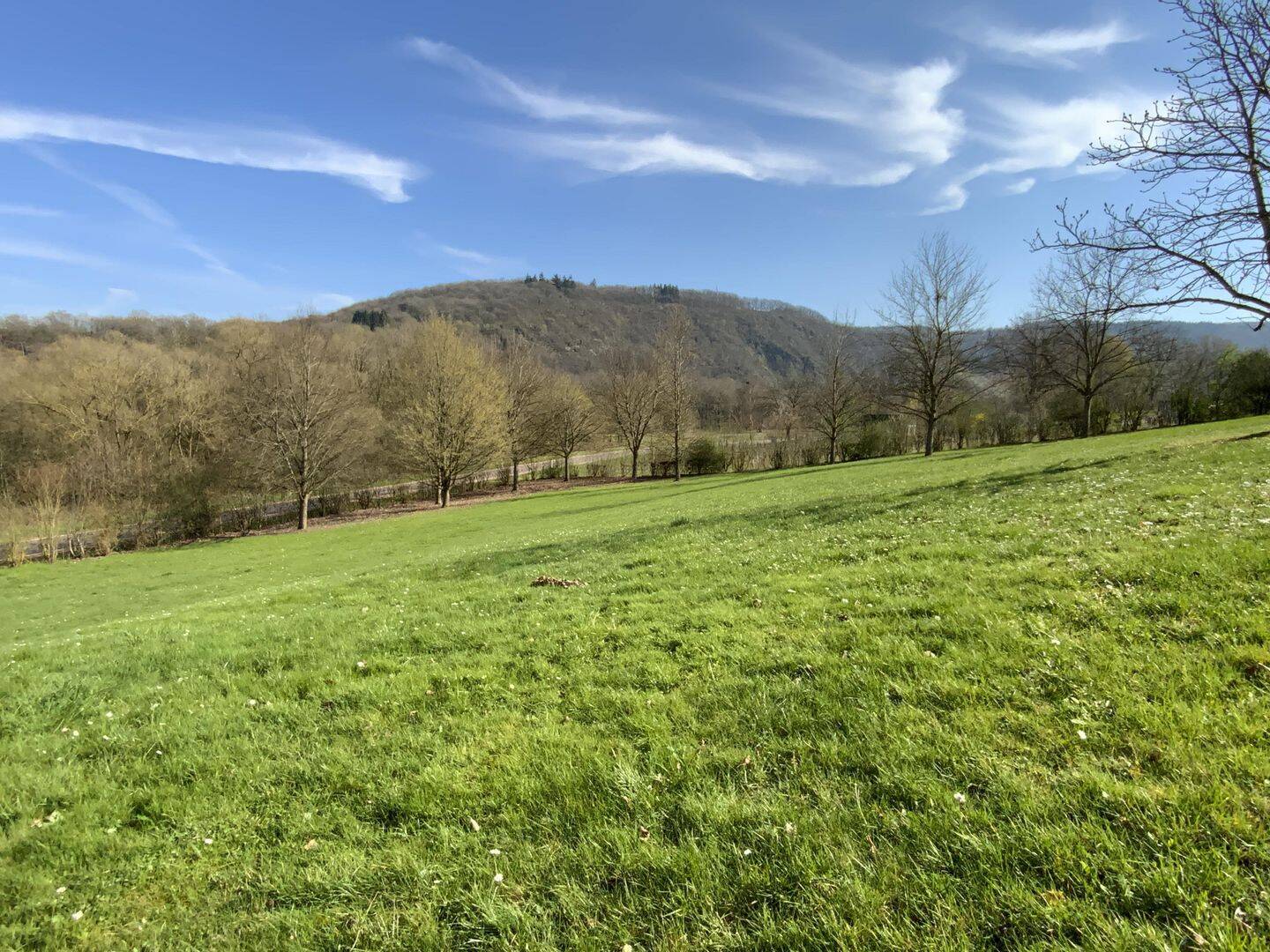 Immobilie in Wiltingen - Exklusives Anwesen in außergewöhnlicher Alleinlage von Wiltingen! - Bild 4