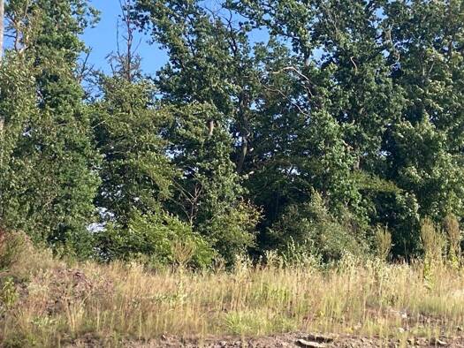 Grundstück zum Kauf 245.750 € 983 m² Grundstück Meschede 59872