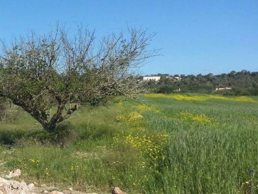 Haus zum Kauf 1.750.000 € 7 Zimmer 375 m² 14.000 m² Grundstück Porreres