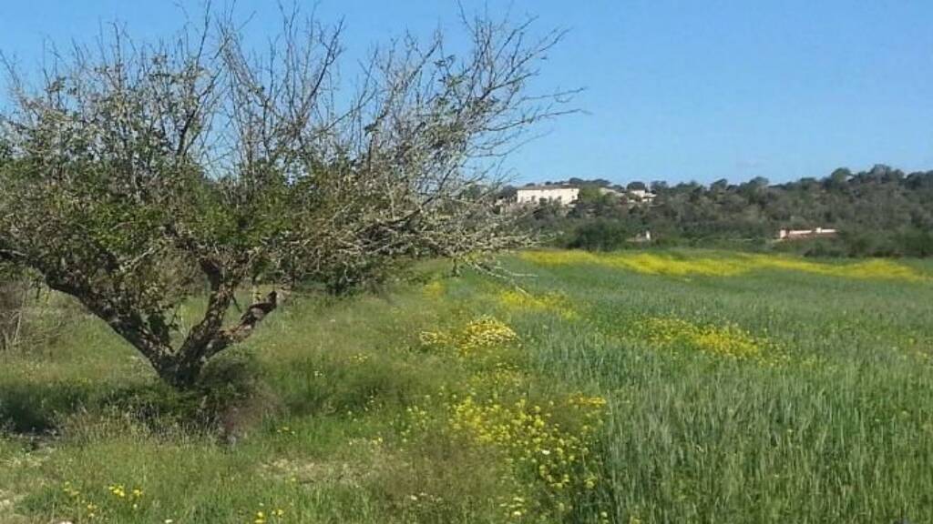 Haus zum Kauf 1.750.000 € 7 Zimmer 375 m² 14.000 m² Grundstück Porreres