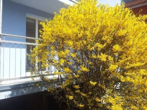 Wohnung zur Miete 260 € 1 Zimmer 21 m² EG frei ab sofort Wörthstraße 4 Kugelbühl Amberg 92224