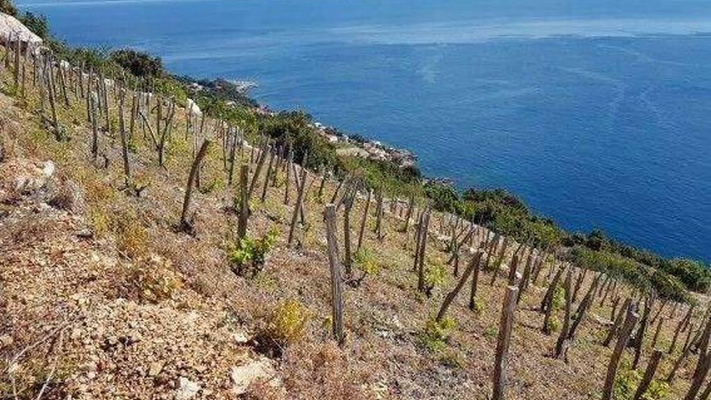 Land-/Forstwirtschaft zum Kauf 630.000 € Orebic