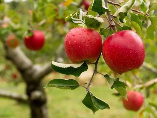 Grundstück zum Kauf 570.000 € 7.540 m² Grundstück Viale Trento Neumarkt 39044