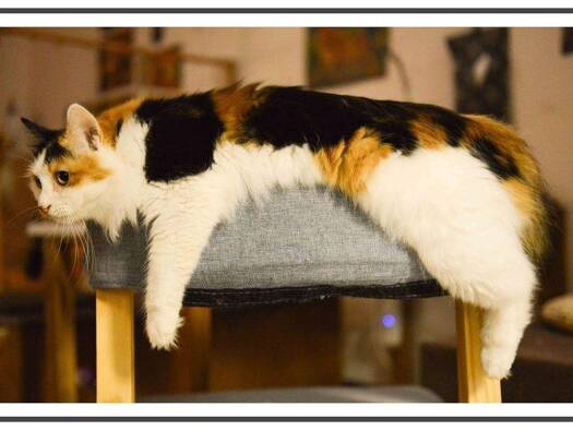 Wohnung zur Miete nur mit Wohnberechtigungsschein 392 € 2 Zimmer 43,1 m² 1. Geschoss frei ab sofort Rosenthaler Weg 45 Buchholz Berlin 13127