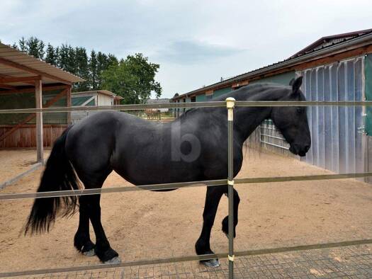 Einfamilienhaus zum Kauf 9 Zimmer 280 m² 28.000 m² Grundstück Meckenbach 55767
