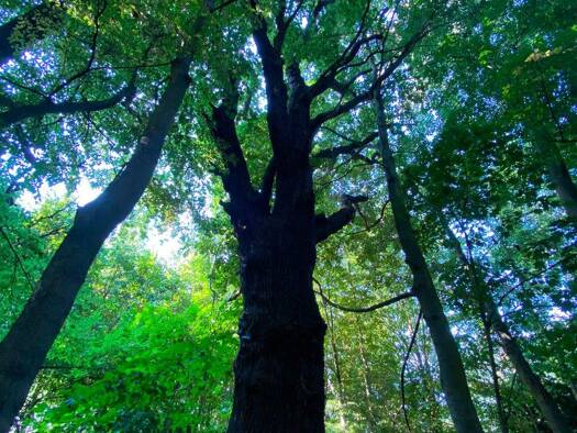 Gewerbegrundstück zum Kauf 1.190.000 € 76.500 m² Grundstück Schäfereiweg Geilsdorf Weischlitz 08538