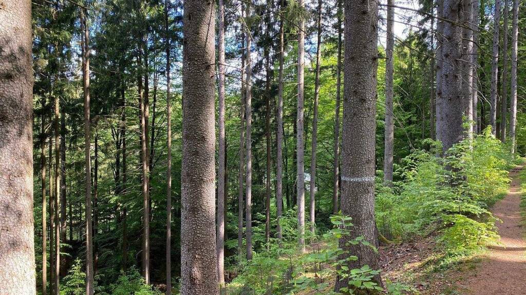 Freizeitgrundstück zum Kauf 220.000 € 56.600 m² Grundstück Flossenbürg 92696