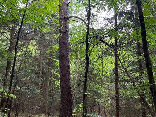 Forstwirtschaft zum Kauf 19.900 € 10.490 m² Grundstück Lehrberg Lehrberg 91611