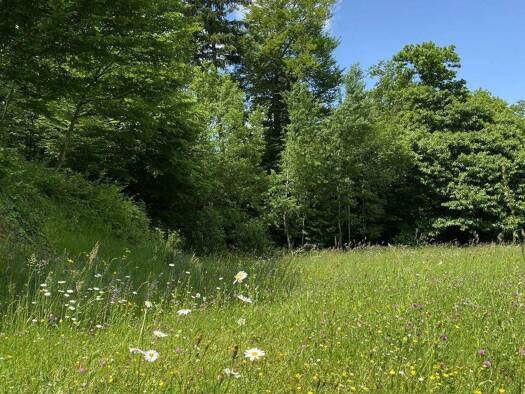 Einfamilienhaus zum Kauf provisionsfrei 534.350 € 5 Zimmer 142 m² 900 m² Grundstück Adorf Neukirchen/Erzgebirge 09221