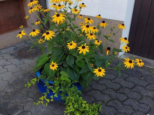 Haus zum Kauf 610.000 € 5 Zimmer 145 m² 1.239 m² Grundstück frei ab sofort Büchenau Bruchsal 76646