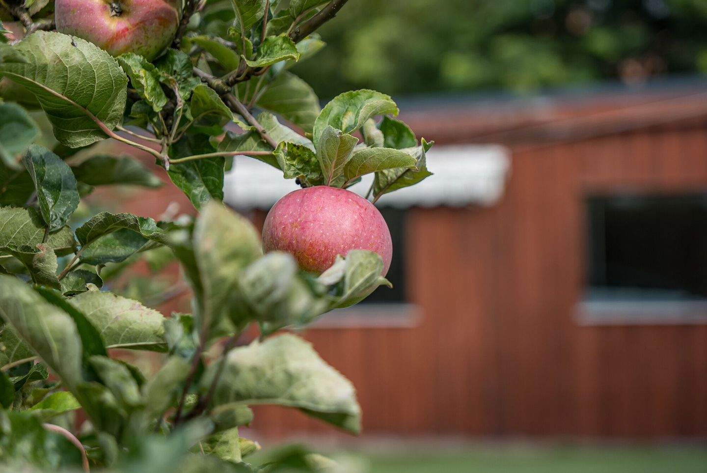 Immobilie in Barßel - Traumhaftes Familienhaus mit Einliegerwohnung, Wintergarten, Doppelcarport, PV-Anlage, u.v.m. - Bild 4