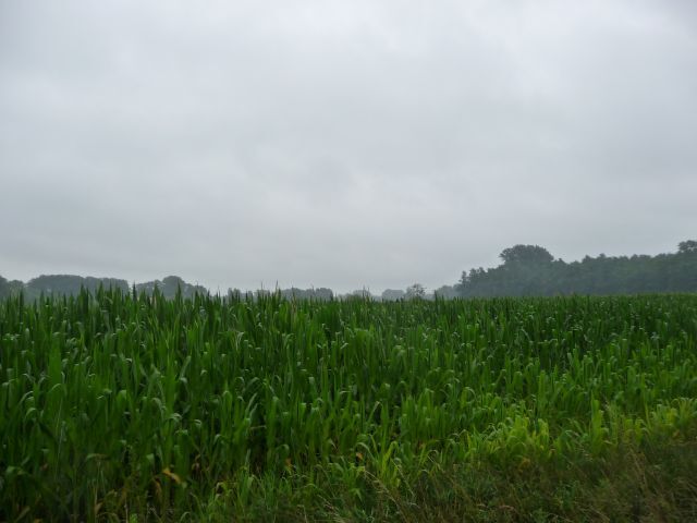 Landwirtschaftliche Fläche zum Kauf 47.706 m²<br/>Grundstück Badbergen Badbergen 49635