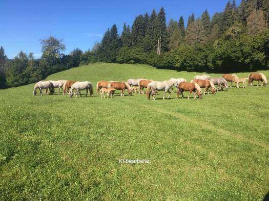 Land-/Forstwirtschaft zum Kauf 31.775 m² Grundstück Sankt Georgen ob Judenburg 8756