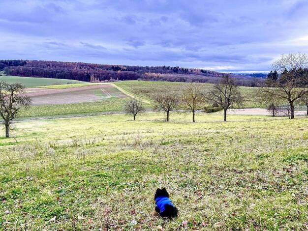 Wohnung zur Miete 780 € 3 Zimmer 88,5 m² EG frei ab 01.02.2026 Im Steinig 12 Landshausen Kraichtal Landshausen 76703