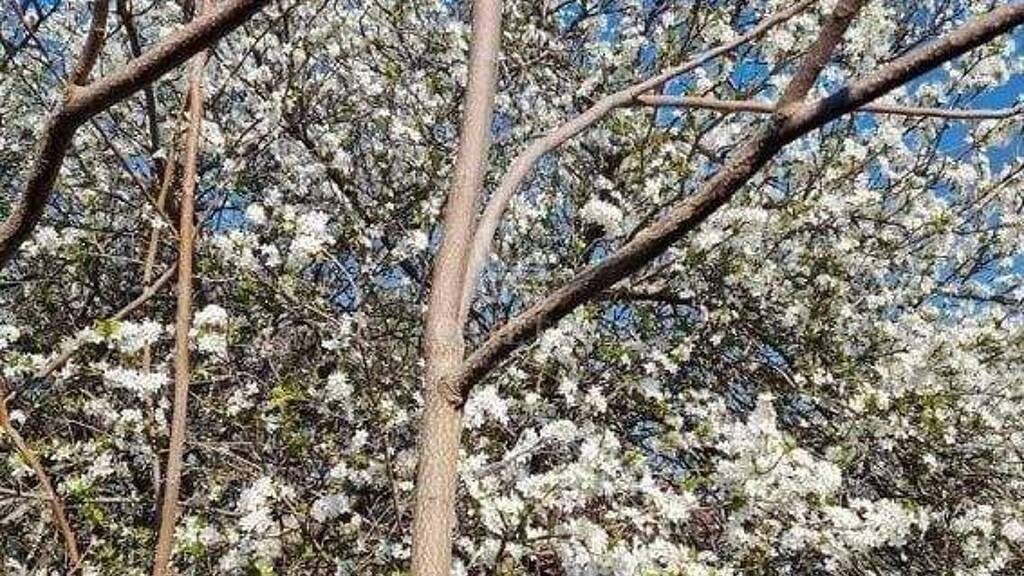 Haus zum Kauf 162.000 € 7 Zimmer 120 m² Vir