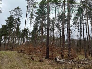 Land-/Forstwirtschaft zum Kauf 280.000 € 200.015 m² Grundstück Wustrow Wustrow 17255