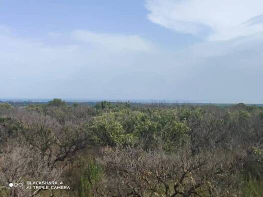 Acker-/Waldstück zum Kauf 38.000 € Torreblanca 12596
