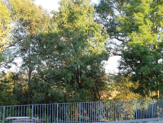 Terrassenwohnung zur Miete 690 € 1 Zimmer 54 m² Geschoss 1/2 frei ab sofort Trettlachstraße 9 Forchheim 91301