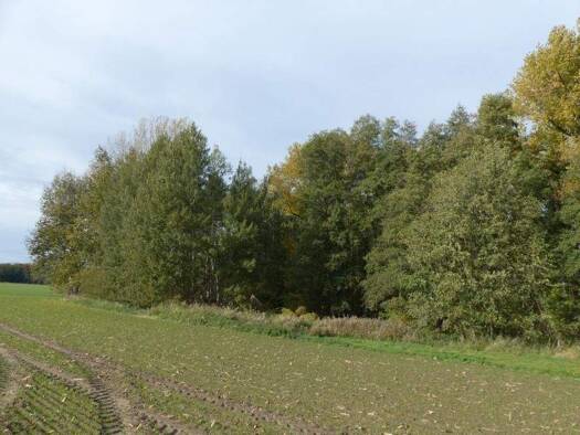 Land-/Forstwirtschaft zum Kauf 19.870 € 20.916 m² Grundstück Naundorf 04769
